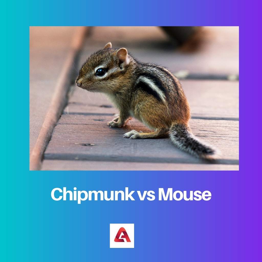 Chipmunk vs Mouse