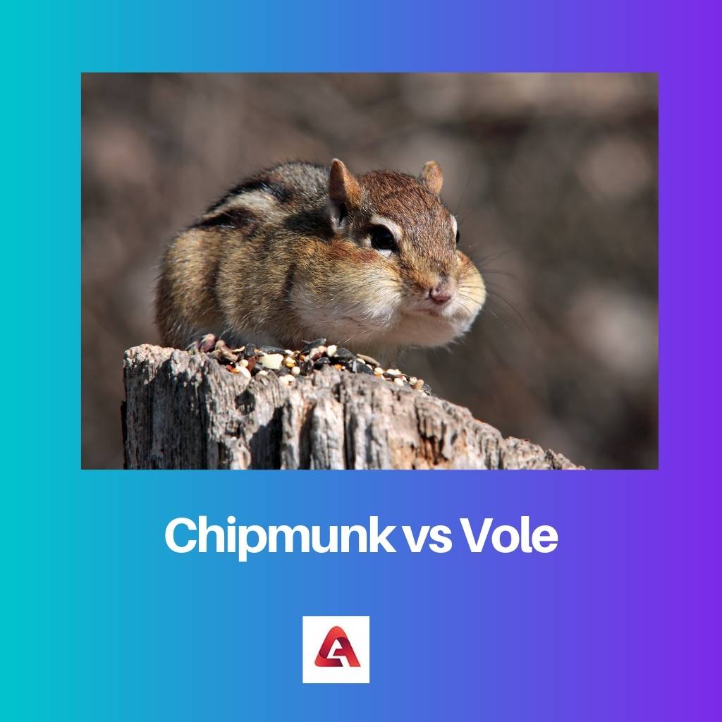 Chipmunk vs Vole