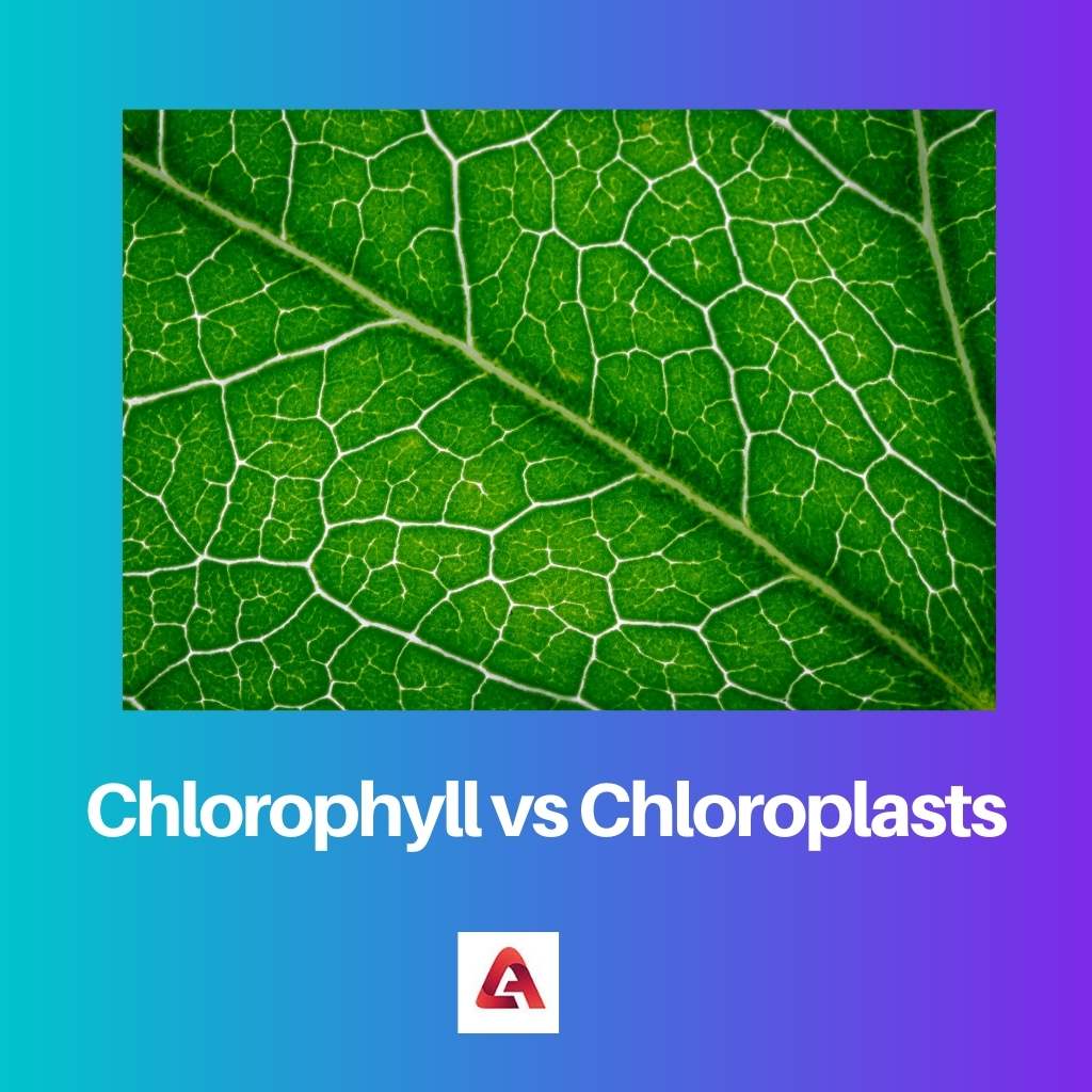 Chlorophyll vs Chloroplasts