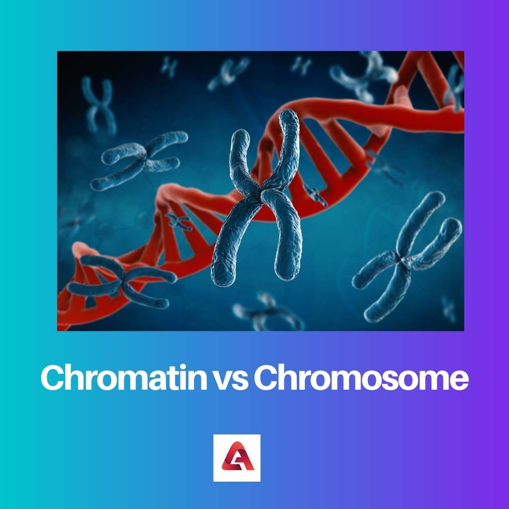 Chromatin vs Chromosome