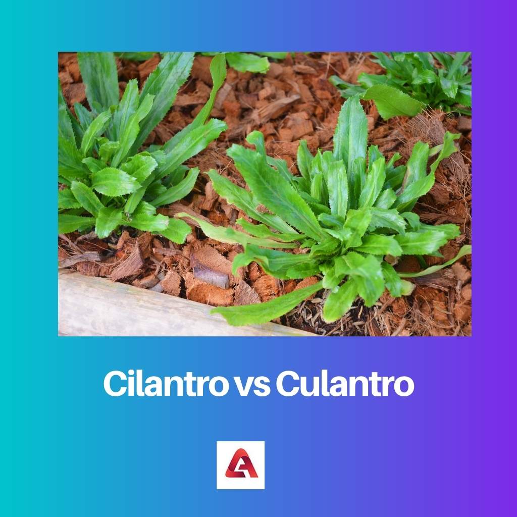 Cilantro vs Culantro