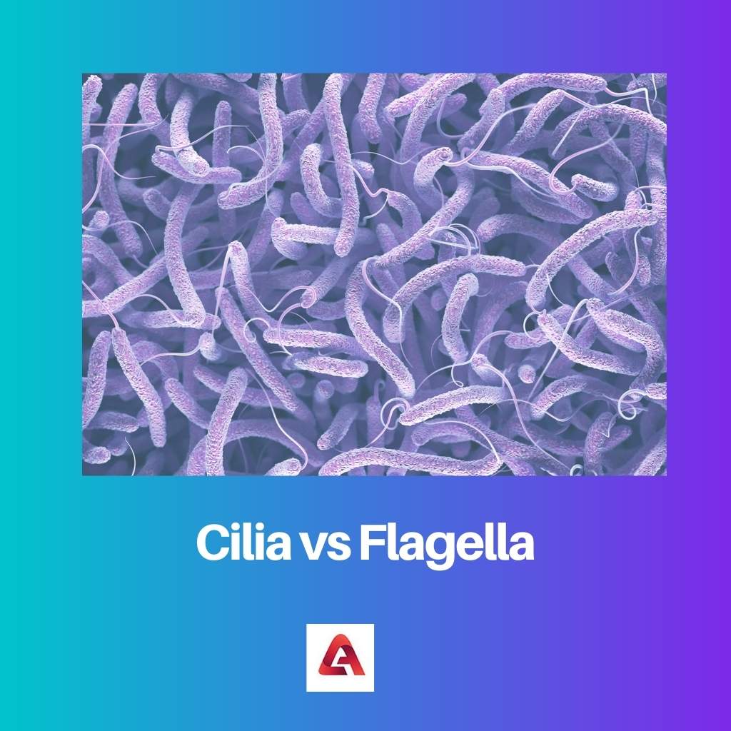 Cilia vs Flagella