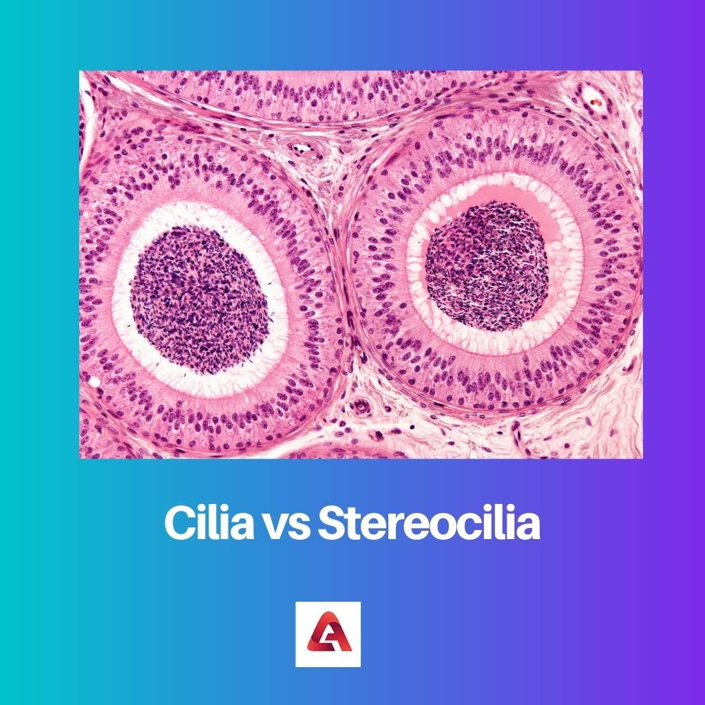 Cilia vs Stereocilia