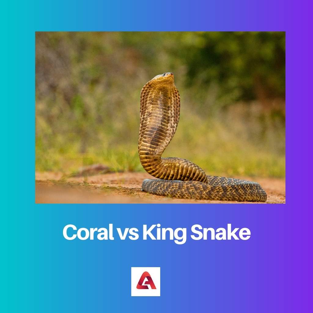Coral vs King Snake