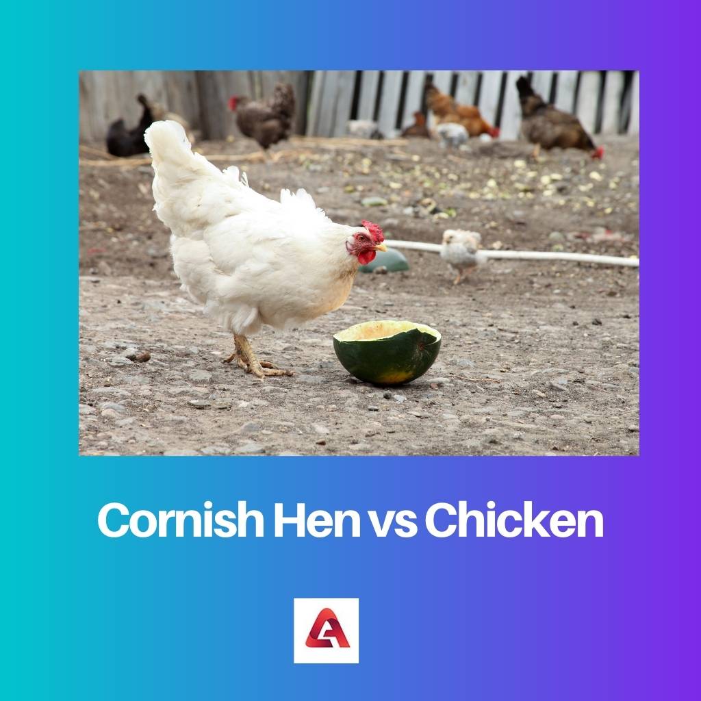 Cornish Hen vs Chicken
