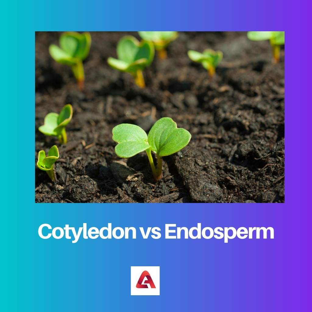 Cotyledon vs Endosperm