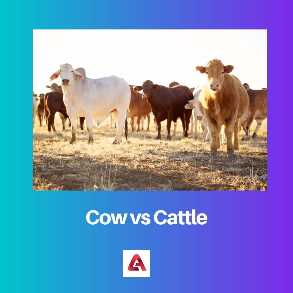 Cow vs Cattle