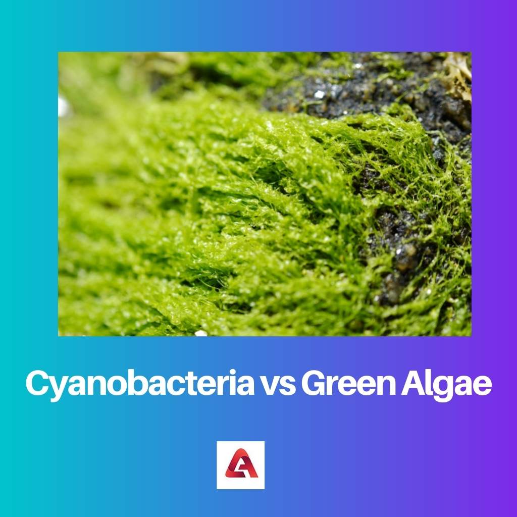 Cyanobacteria vs Green Algae