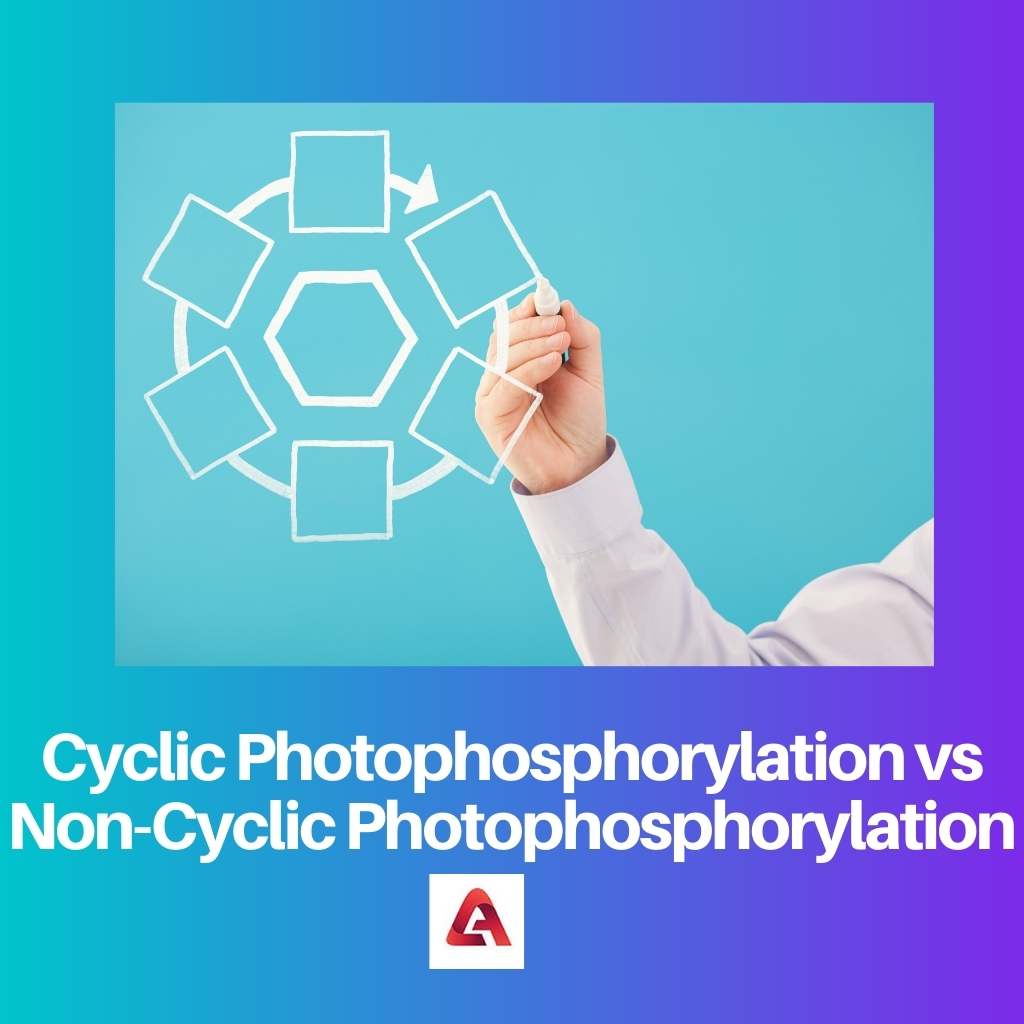 Cyclic Photophosphorylation vs Non Cyclic Photophosphorylation
