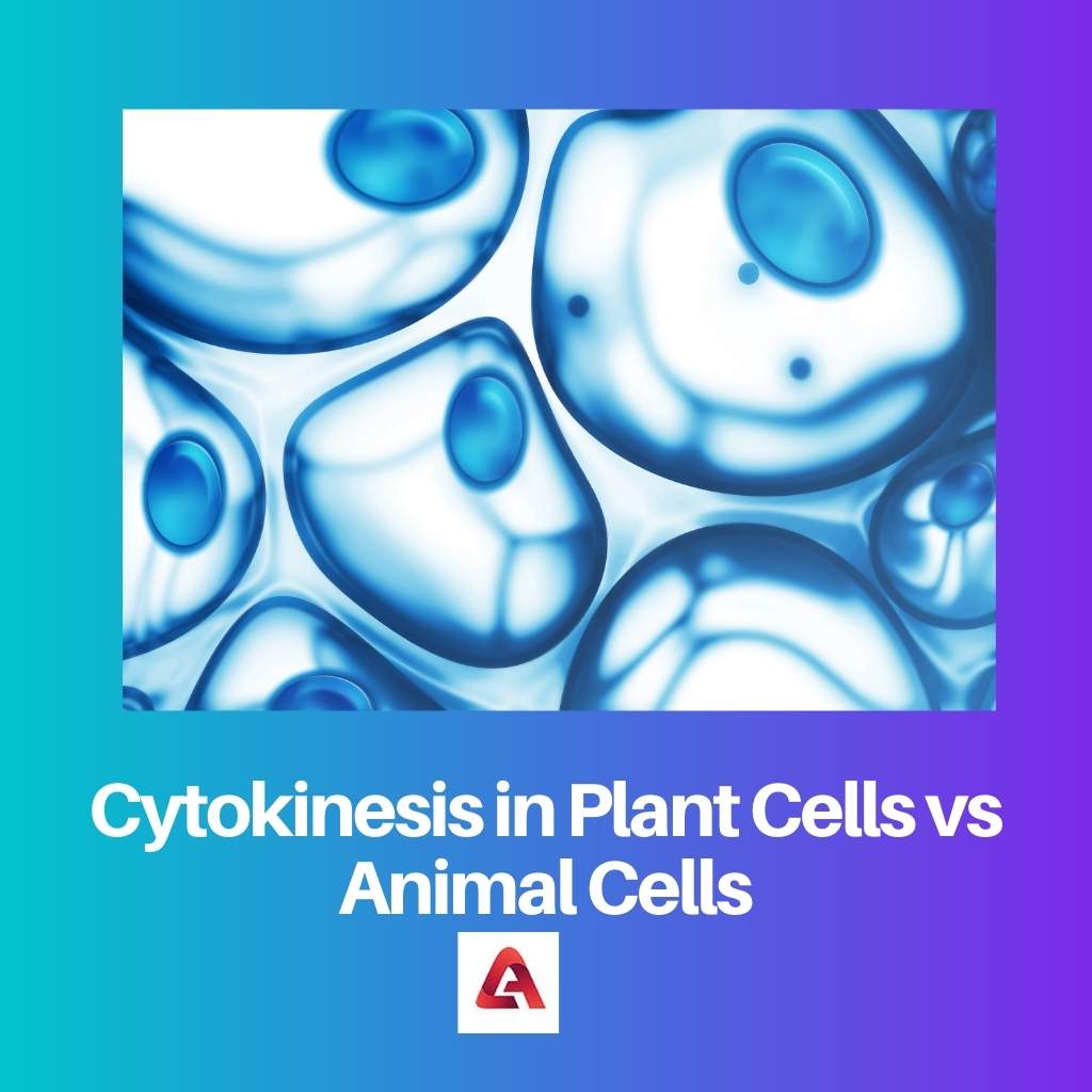 Cytokinesis in Plant Cells vs Animal Cells