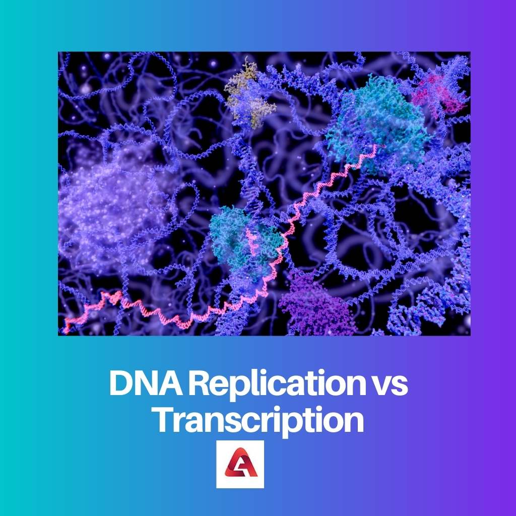 DNA Replication vs Transcription