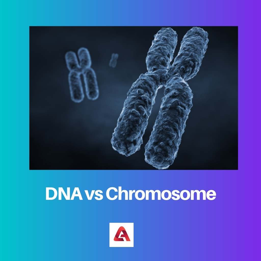 DNA vs Chromosome