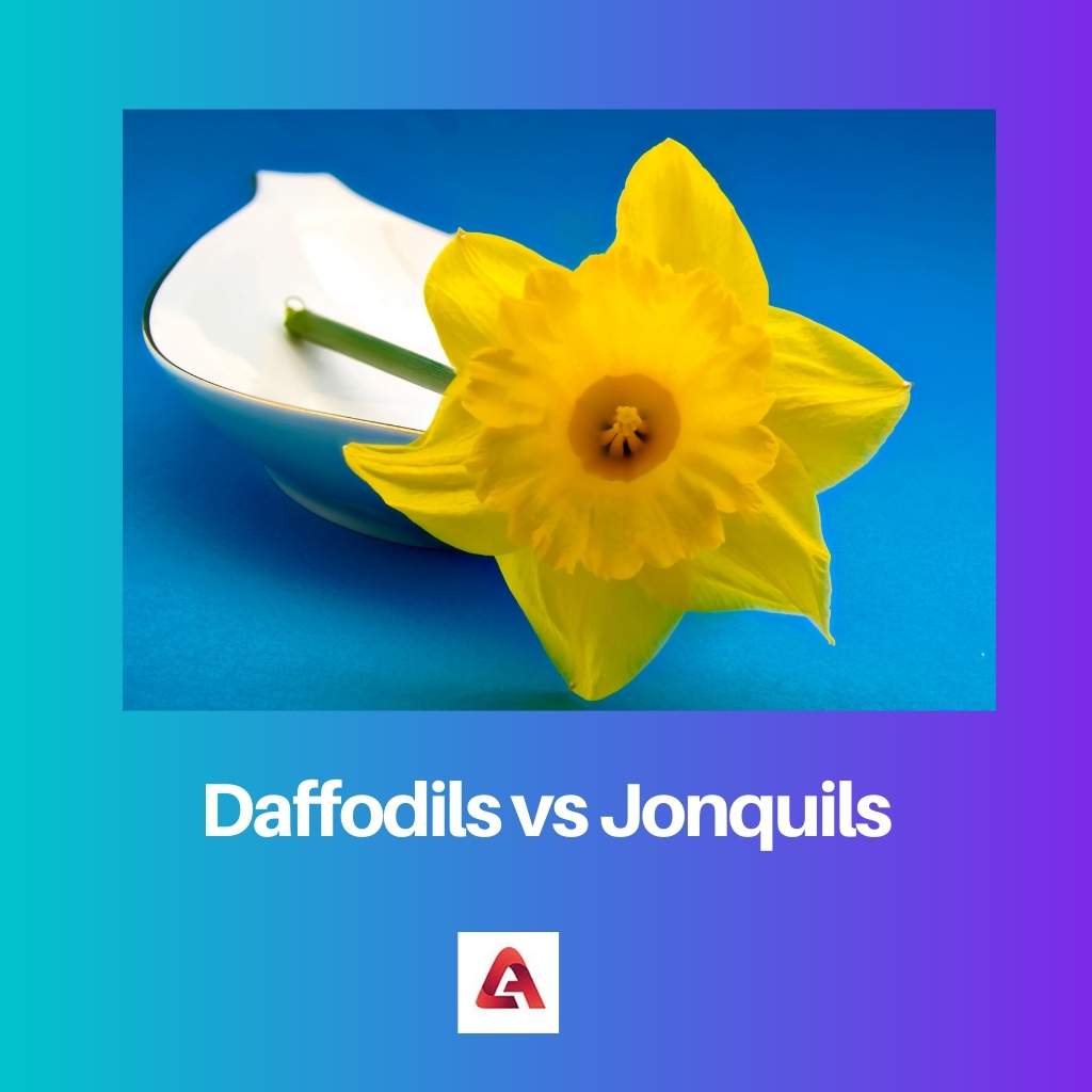 Daffodils vs Jonquils