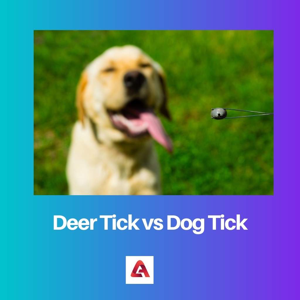 Deer Tick vs Dog Tick