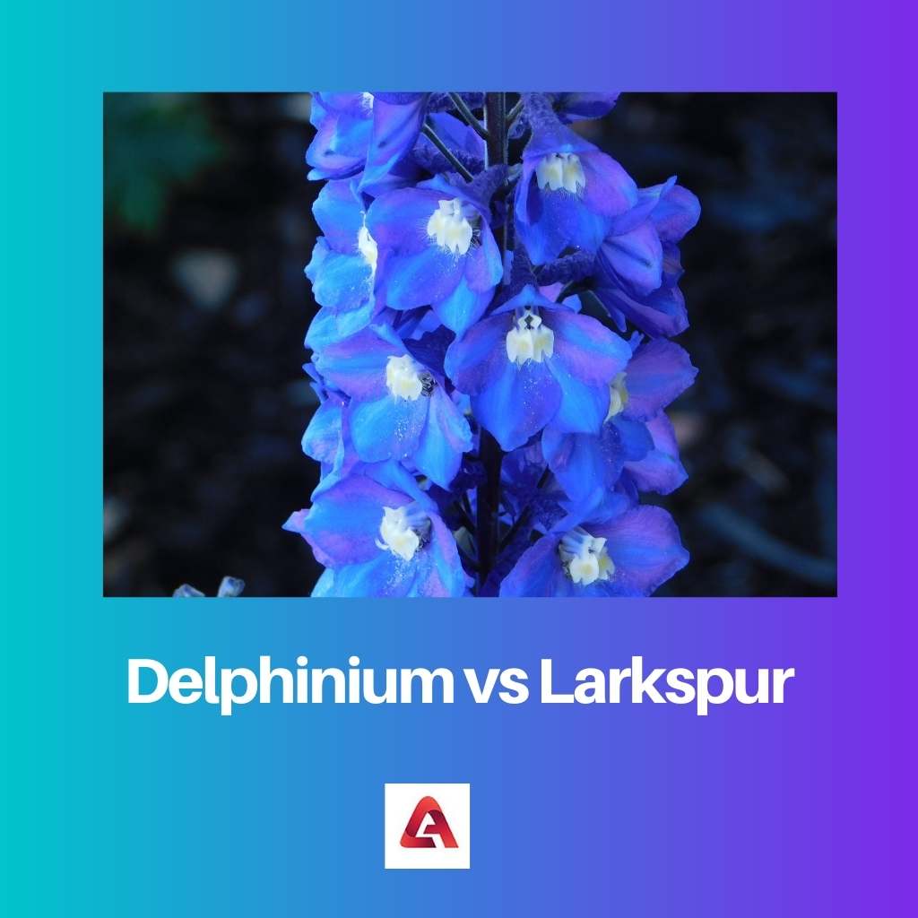 Delphinium vs Larkspur