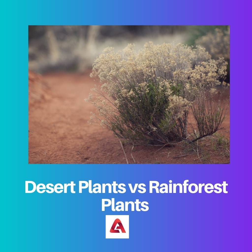 Desert Plants vs Rainforest Plants