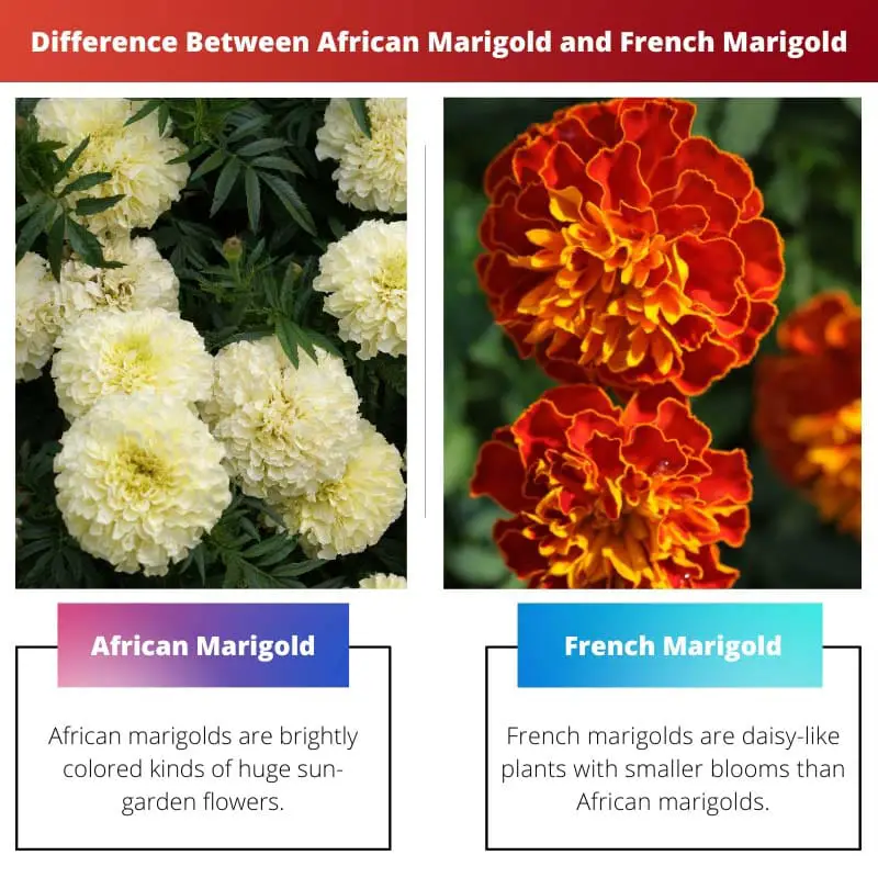 Difference Between African Marigold and French Marigold