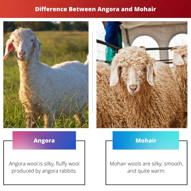 Difference Between Angora and Mohair