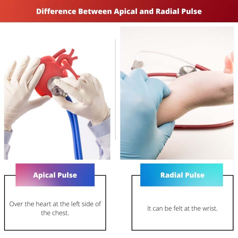 Difference Between Apical and Radial Pulse