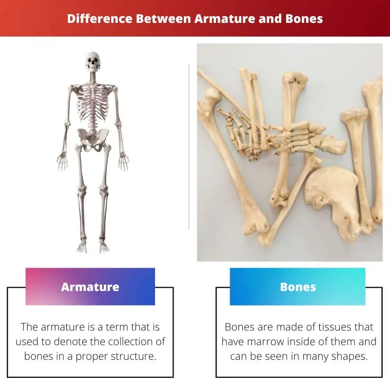 Difference Between Armature and Bones