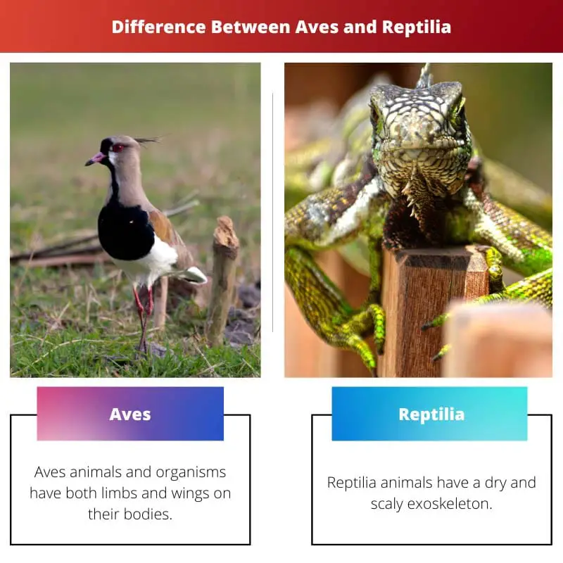 Difference Between Aves and Reptilia