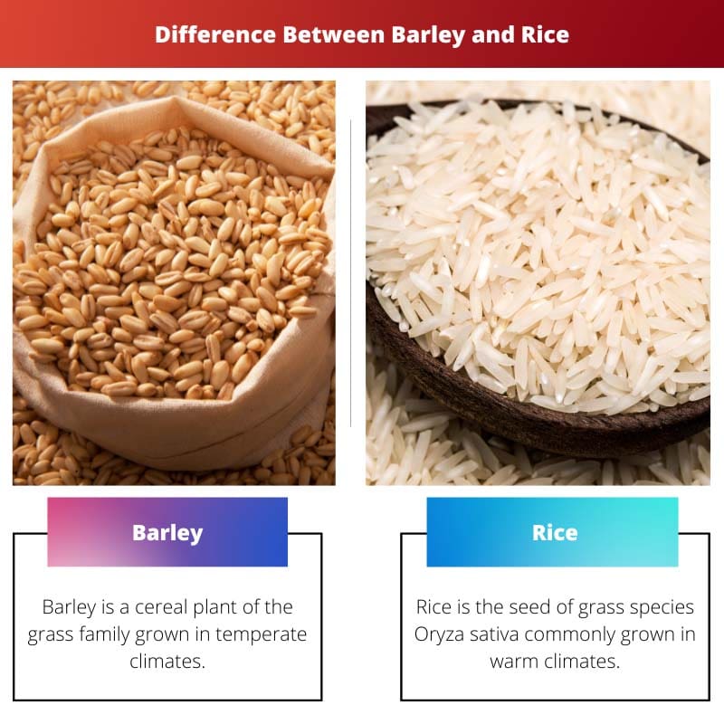 Difference Between Barley and Rice