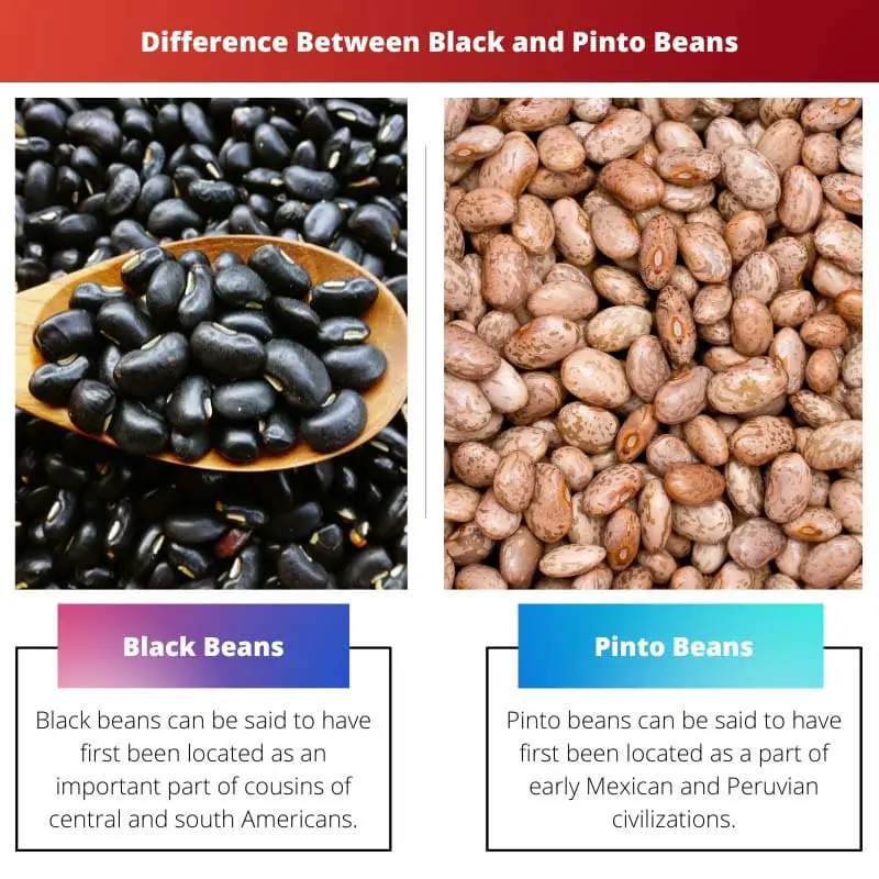 Difference Between Black and Pinto Beans