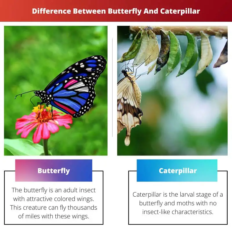 Difference Between Butterfly And Caterpillar