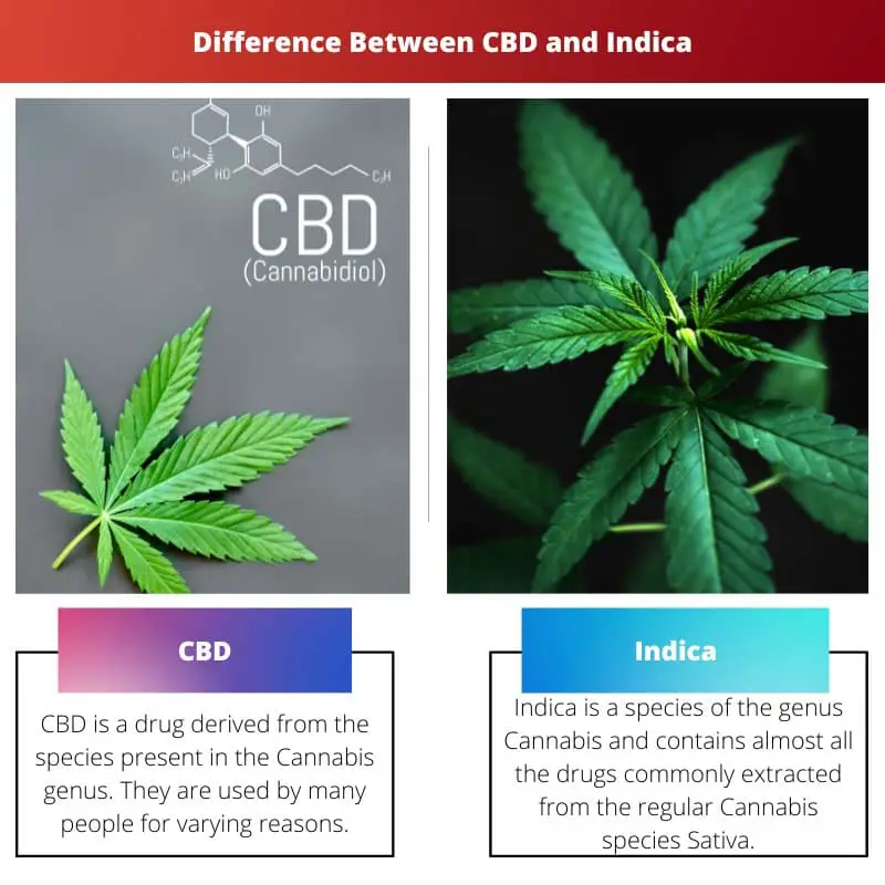 Difference Between CBD and Indica