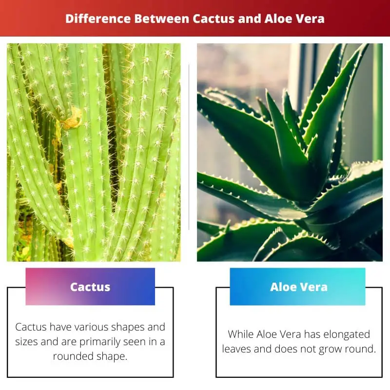 Difference Between Cactus and Aloe Vera