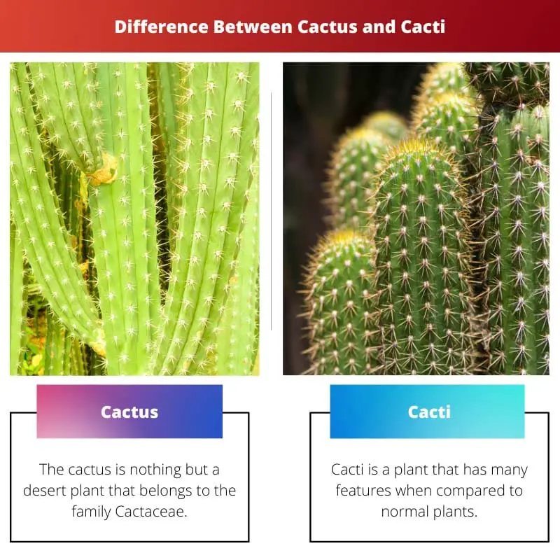 Difference Between Cactus and Cacti
