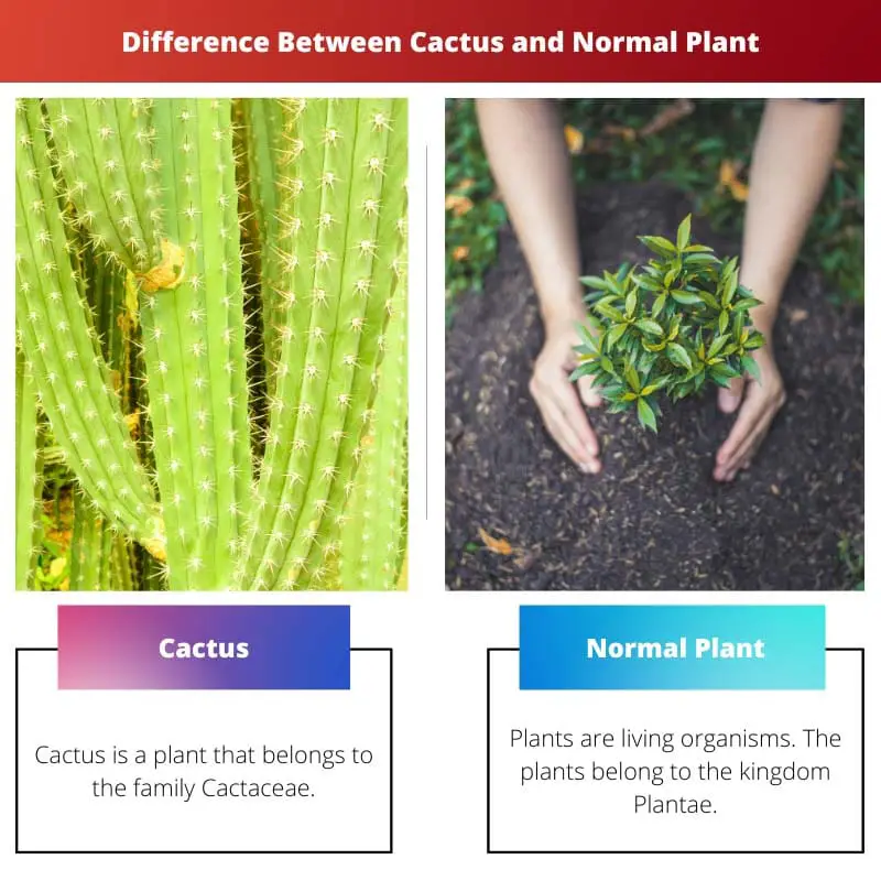 Difference Between Cactus and Normal Plant