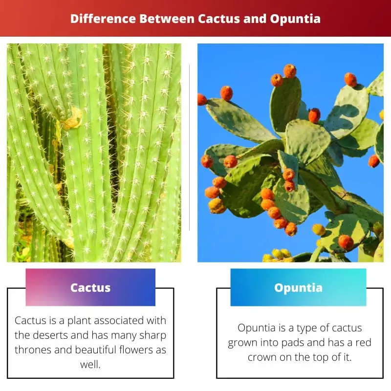 Difference Between Cactus and Opuntia