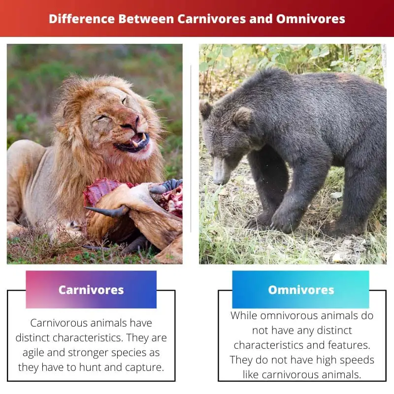 Difference Between Carnivores and Omnivores