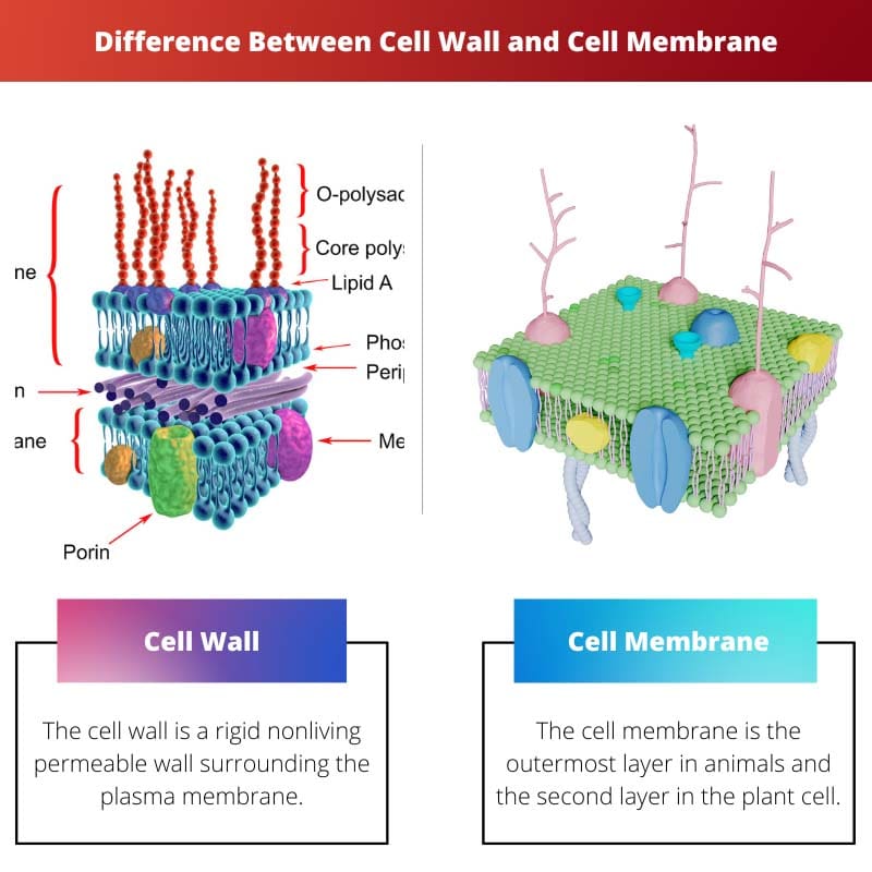Difference Between Cell Wall and Cell Membrane