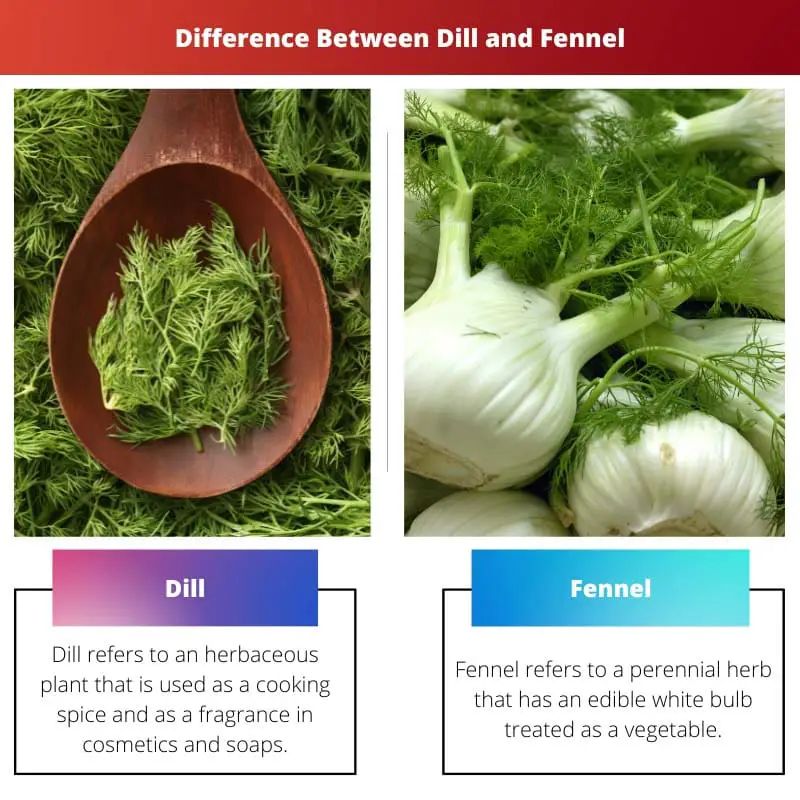 Difference Between Dill and Fennel