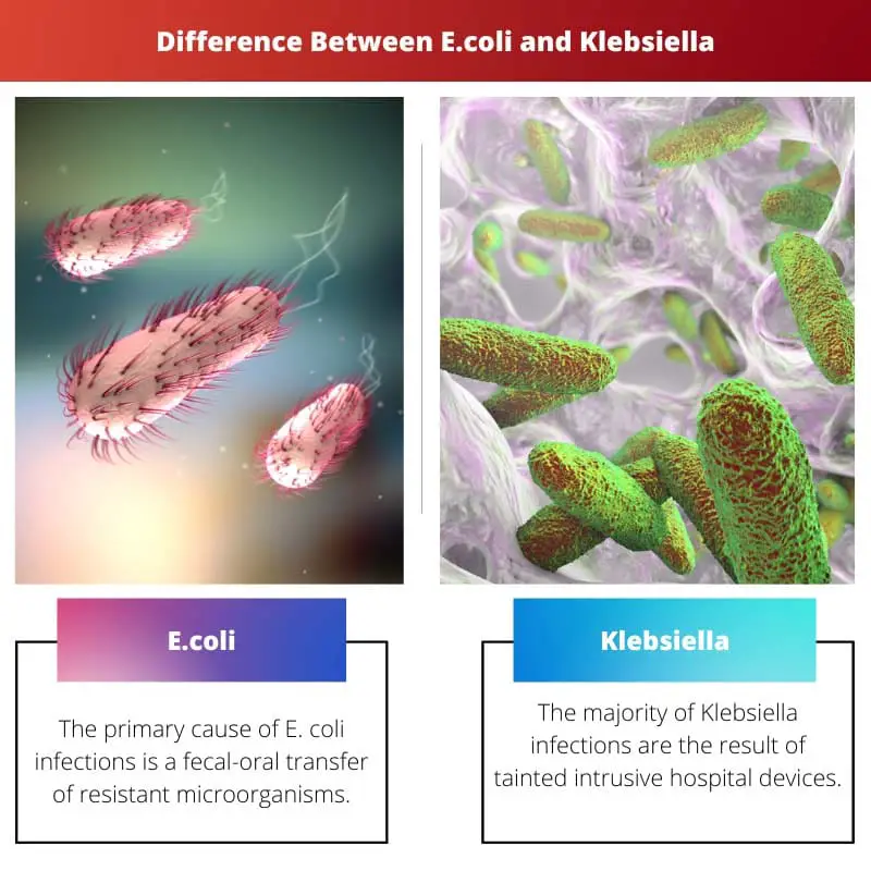 Difference Between E.coli and Klebsiella