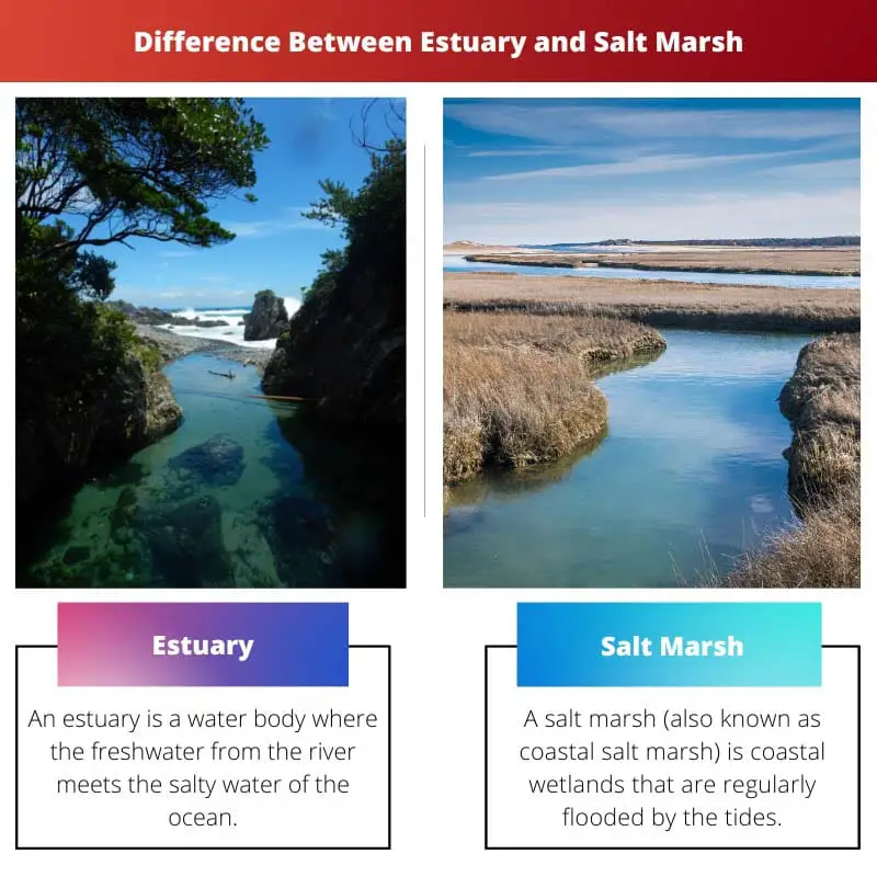 Difference Between Estuary and Salt Marsh