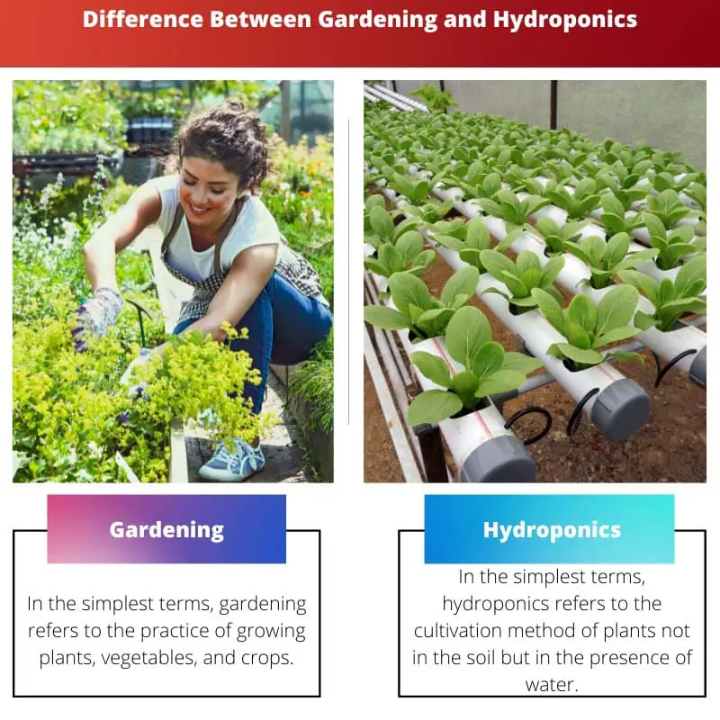 Difference Between Gardening and Hydroponics