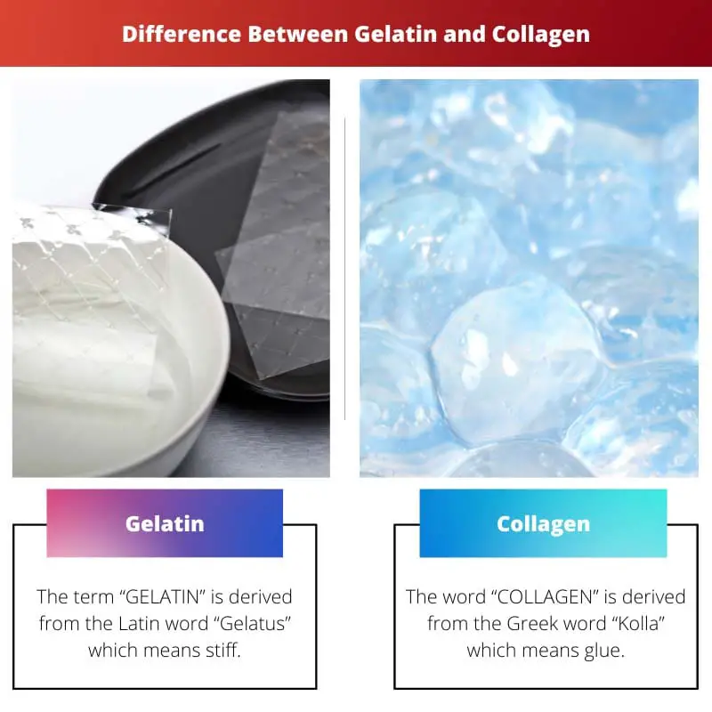 Difference Between Gelatin and Collagen
