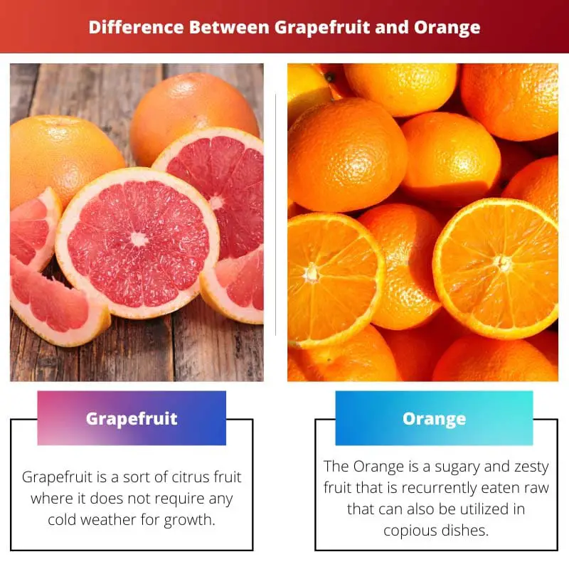 Difference Between Grapefruit and Orange