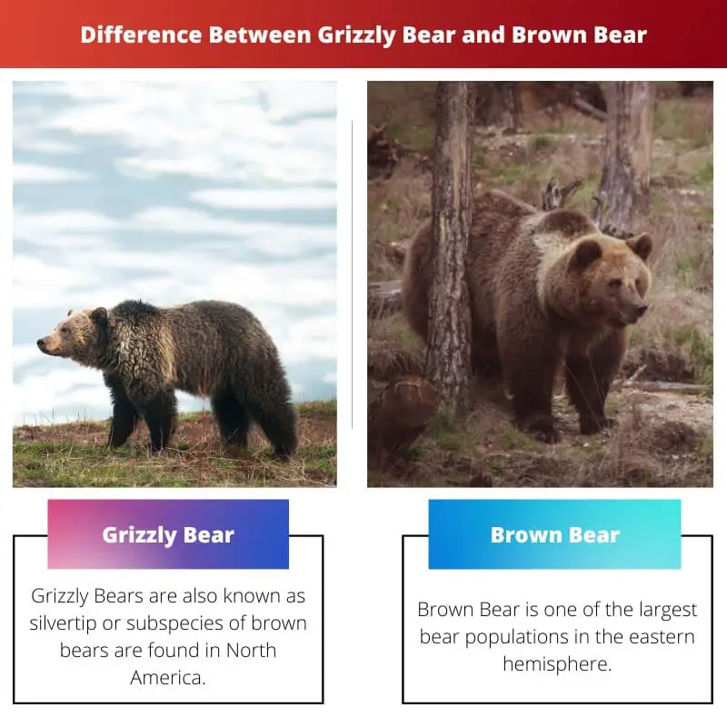 Difference Between Grizzly Bear and Brown Bear