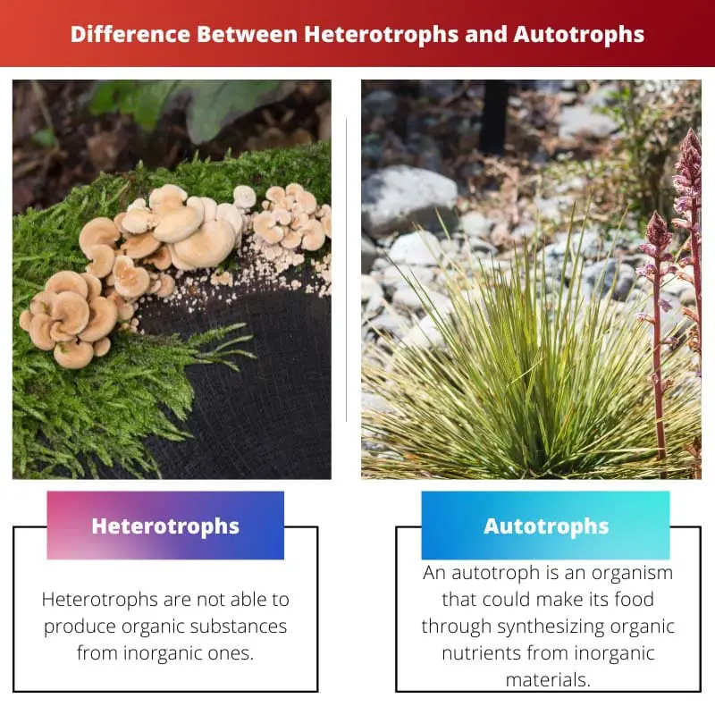 Difference Between Heterotrophs and Autotrophs