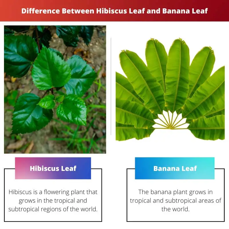 Difference Between Hibiscus Leaf and Banana Leaf
