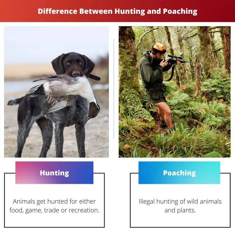 Difference Between Hunting and Poaching