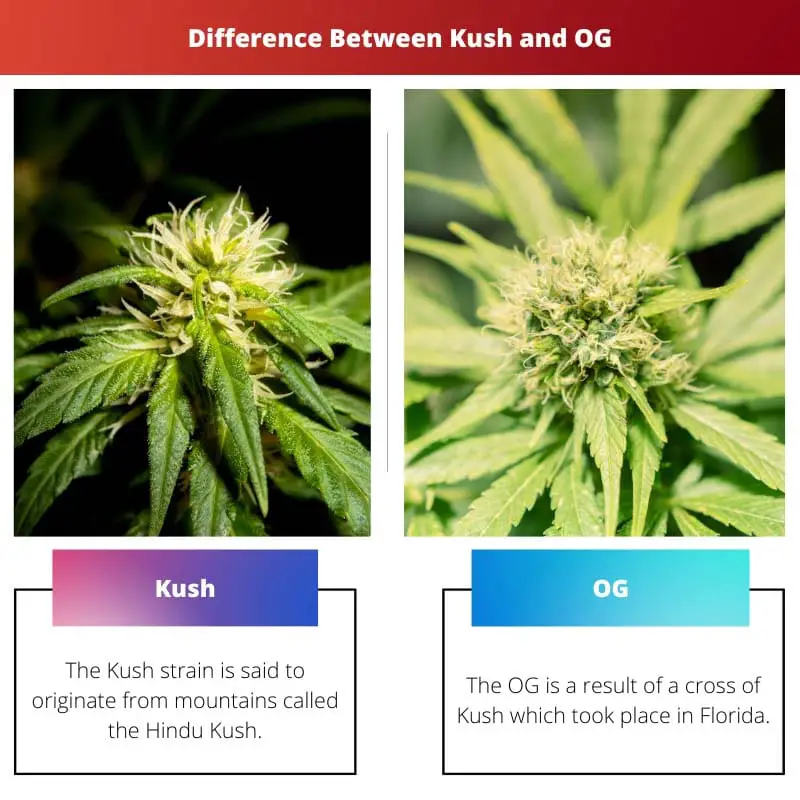 Difference Between Kush and OG