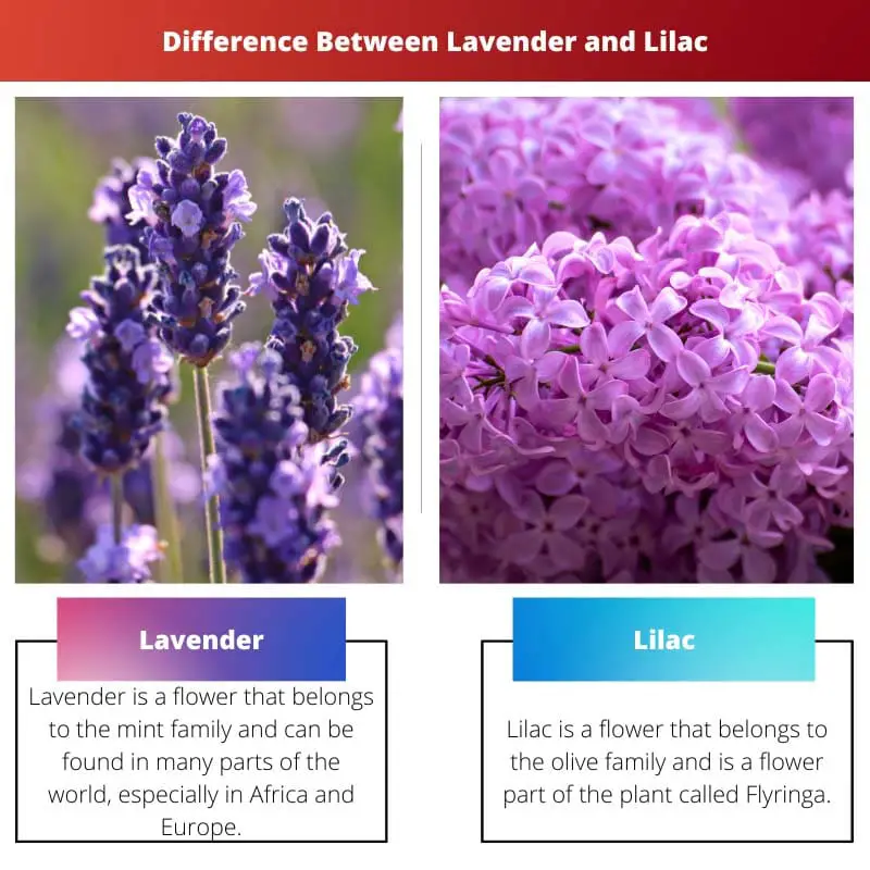 Difference Between Lavender and Lilac