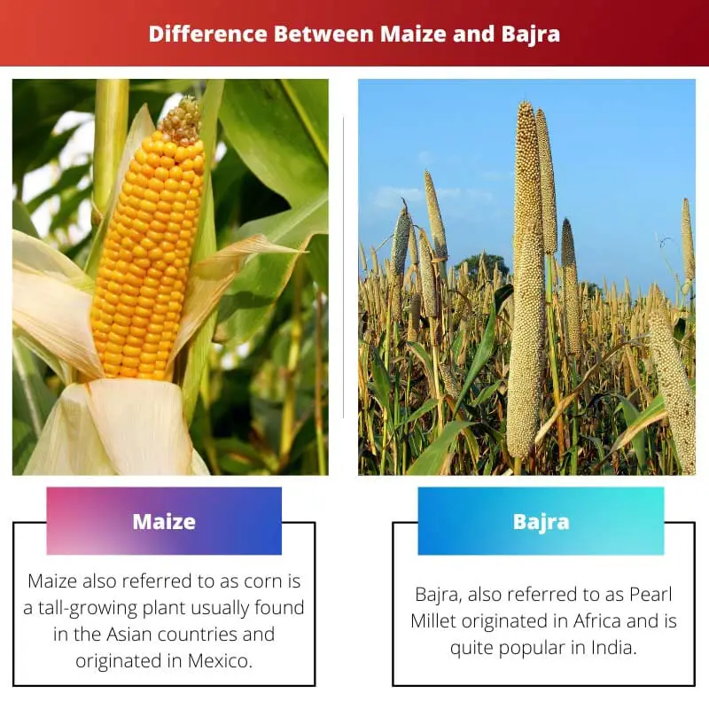 Difference Between Maize and Bajra