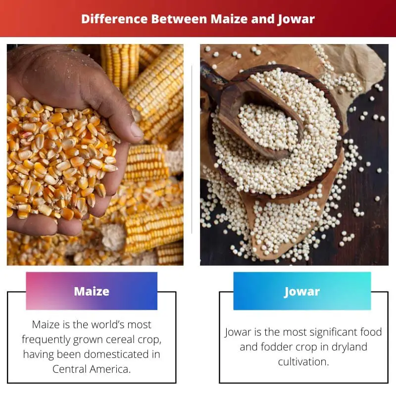 Difference Between Maize and Jowar