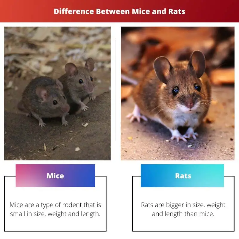 Difference Between Mice and Rats